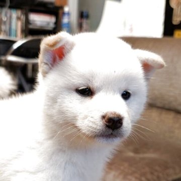 柴犬(標準サイズ)【兵庫県・男の子・2025年4月6日・白】の写真「健康でしっかりしたワンちゃんです。」