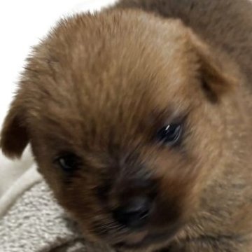 ノーフォークテリア【兵庫県・女の子・2025年11月19日・レッド】の写真「元気、可愛い、女の子」