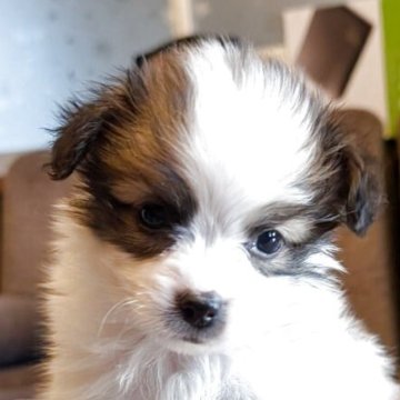 パピヨン【兵庫県・男の子・2025年10月25日・ホワイト&レッド】の写真「元気、可愛い男の子」