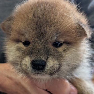 柴犬(標準サイズ)【兵庫県・男の子・2024年11月19日・赤】の写真「たぬき顔の可愛い男の子」
