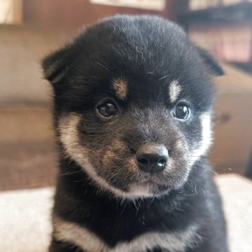 柴犬(標準サイズ)【兵庫県・男の子・2025年7月27日・黒】の写真「元気で迫力のある男の子です。」