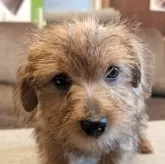 ノーフォークテリア