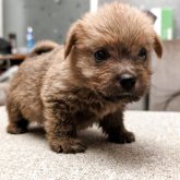 ノーフォークテリア