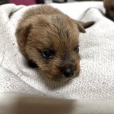 ノーフォークテリア