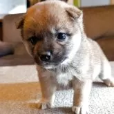 柴犬(標準サイズ)