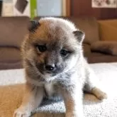 柴犬(標準サイズ)