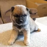 柴犬(標準サイズ)