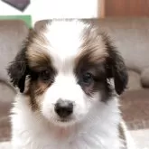パピヨン