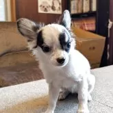 チワワ(ロング)