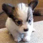 パピヨン【兵庫県・男の子・2025年10月25日・ホワイト&レッド】の写真2