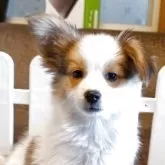 パピヨン【兵庫県・男の子・2025年10月25日・ホワイト&レッド】の写真2