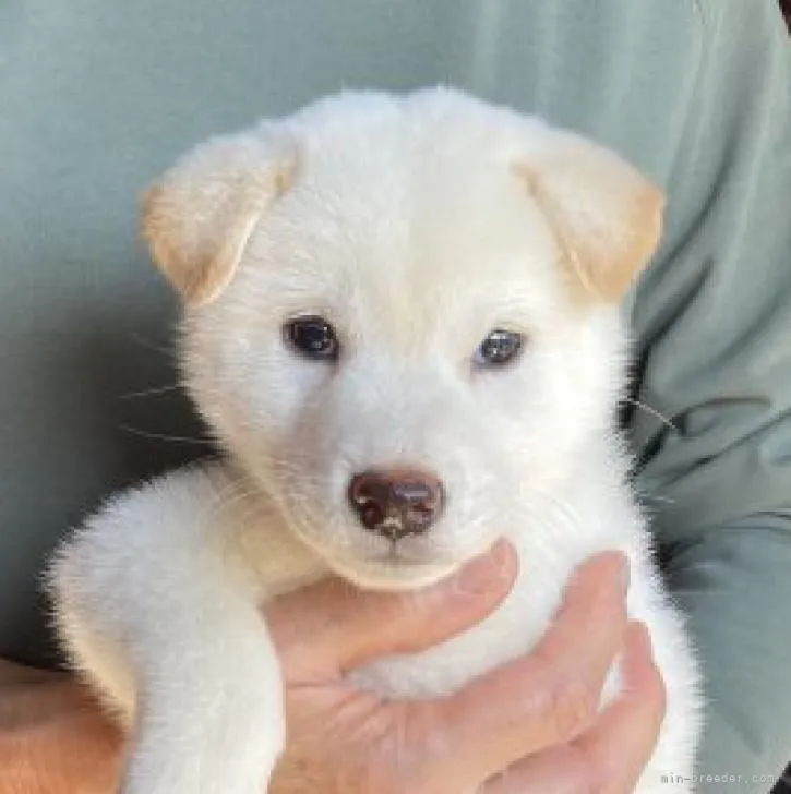 ID:2210-03592の子犬