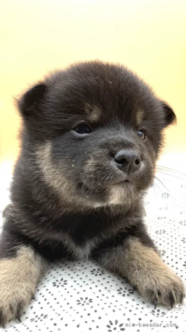 ID:2112-03458の子犬