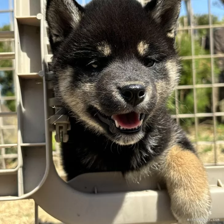 ID：2403-00972の子犬
