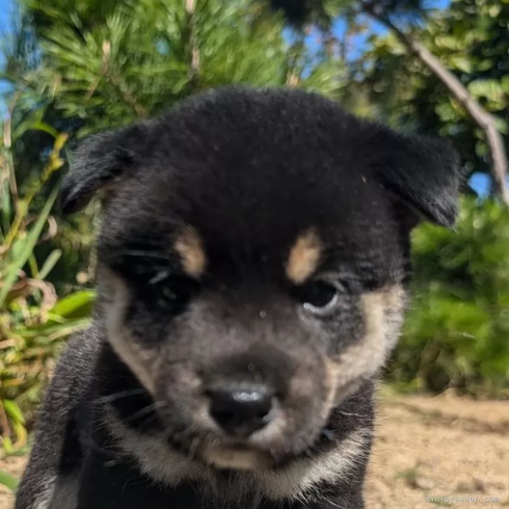 ID：2410-00302の子犬