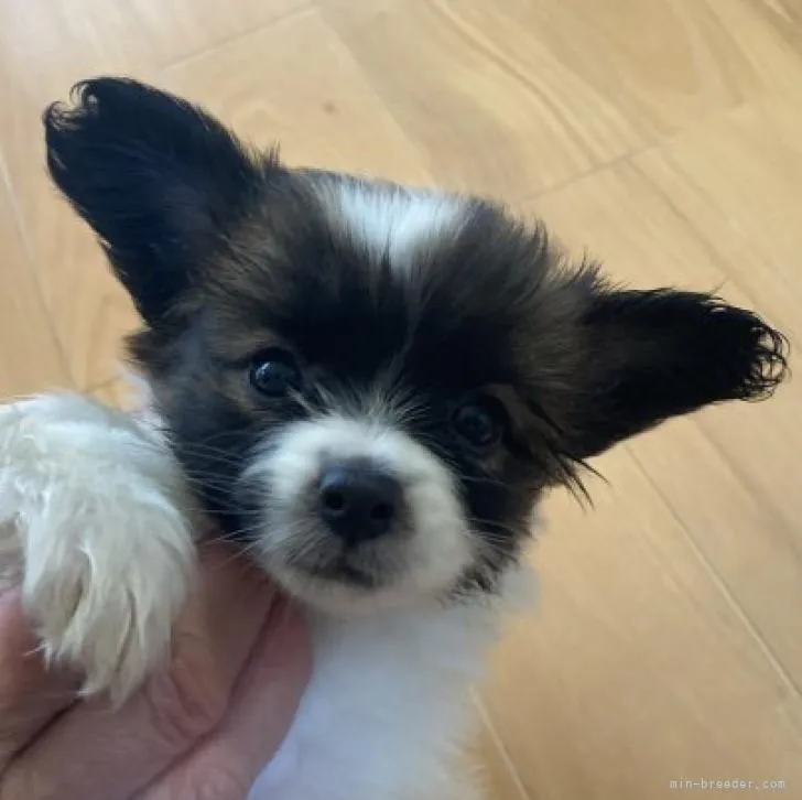 ID：2207-03348の子犬