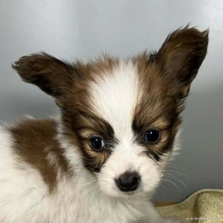 ID：2310-06809の子犬