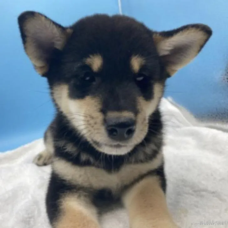 ID：2208-02123の子犬