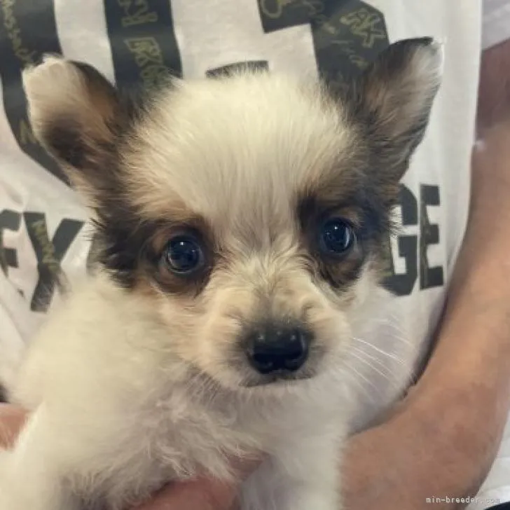ID:2207-00697の子犬