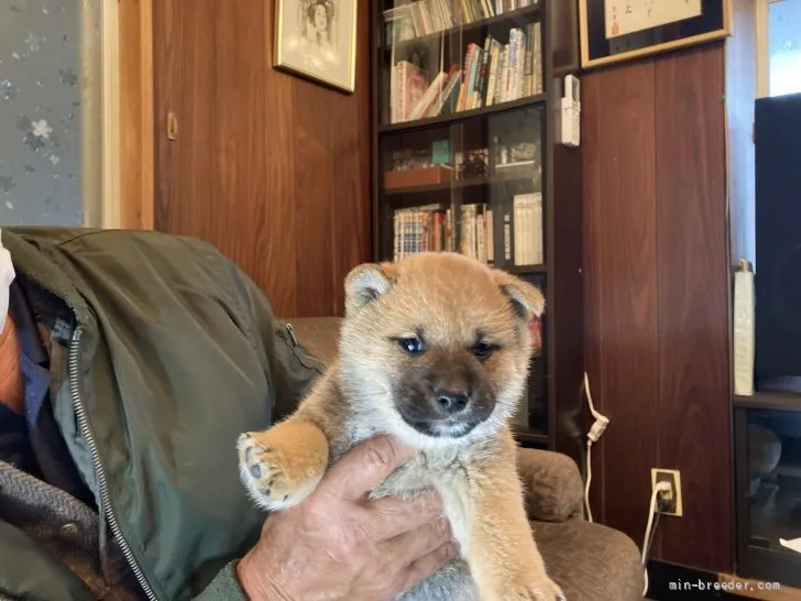 ID：2204-00903の子犬