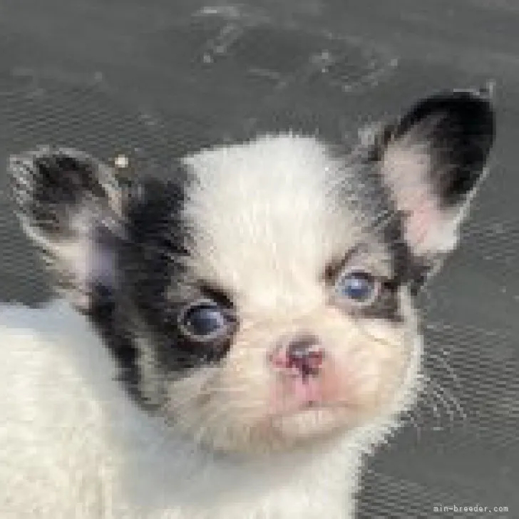 ID:2304-02488の子犬