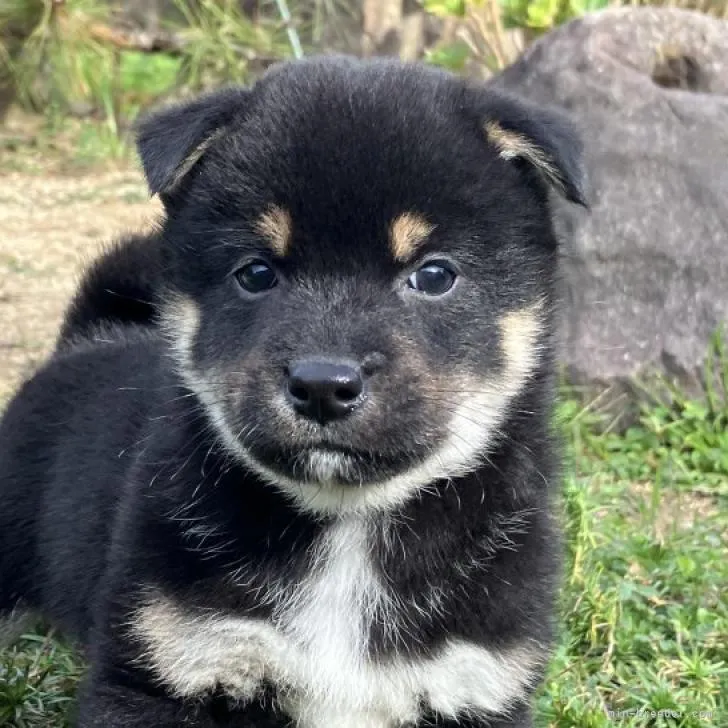 ID：2211-03533の子犬