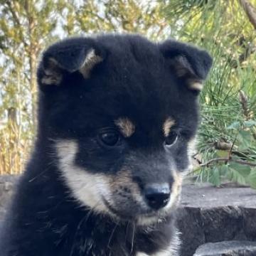 柴犬(標準サイズ)【兵庫県・女の子・2022年10月25日・黒】の写真「目が大きく、元気で上品で可愛い女の子です。」