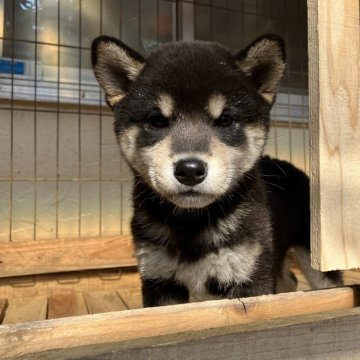 柴犬(標準サイズ)【兵庫県・女の子・2024年1月6日・黒】の写真「キリリとした顔立ち、綺麗な女の子で少し小さめです。」