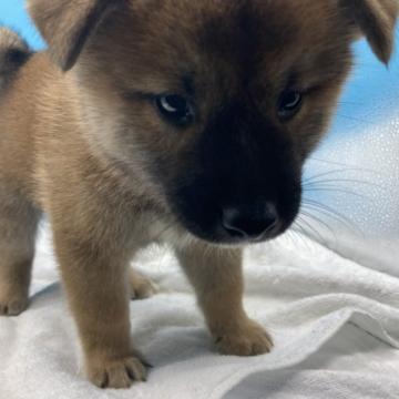 柴犬(標準サイズ)【兵庫県・男の子・2022年7月23日・赤】の写真「優良血統　健康で目力があります。大切にくださる方へ」