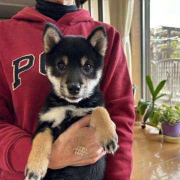 柴犬(豆柴)【兵庫県・女の子・2023年8月15日・黒】の写真「人間と思っている黒柴、小夏です、躾できています。」