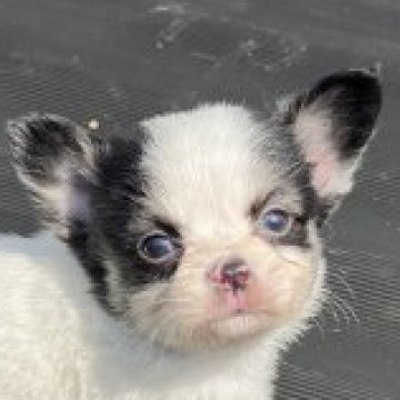 母犬 パピヨン   父犬 チワワ【兵庫県・女の子・2023年3月1日・ホワイト&ブラック】の写真「可愛い女の子」