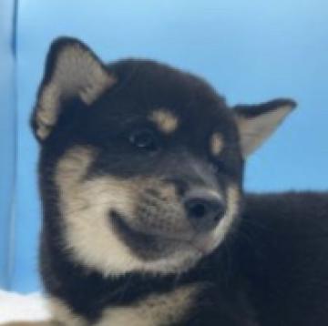 柴犬(標準サイズ)【兵庫県・男の子・2022年7月13日・黒】の写真「凛々しく、元気で陽気です。」
