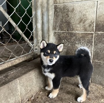 柴犬(標準サイズ)【兵庫県・女の子・2023年11月25日・黒】の写真「ハッキリとした顔立ちで性格が良い子犬です。」
