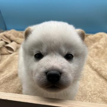 柴犬(標準サイズ)【兵庫県・男の子・2022年11月5日・白】の写真「綺麗でハンサムな男の子」