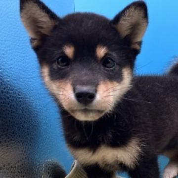 柴犬(標準サイズ)【兵庫県・男の子・2022年7月24日・黒】の写真「小さめで元気な子犬です。」