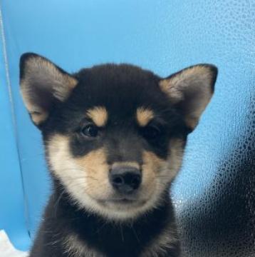 柴犬(標準サイズ)【兵庫県・男の子・2022年7月10日・黒】の写真「イケメン、元気、陽気、明るい、目に魅力を感じます。」