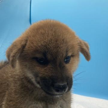 柴犬(標準サイズ)【兵庫県・男の子・2022年7月23日・赤】の写真「優良血統、迫力があります。」