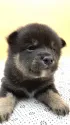 柴犬(標準サイズ)【兵庫県・男の子・2021年11月30日・黒】の写真1