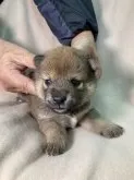 柴犬(標準サイズ)【兵庫県・女の子・2021年10月1日・赤 ⭐️かわいい女の子です。】の写真1「かわいいワンちゃん😍10月29日撮影」