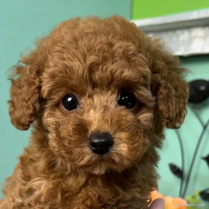 ID：2504-05263の子犬