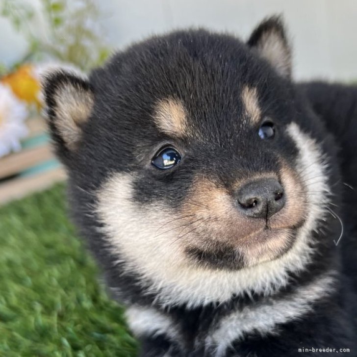 ブリーダー画像