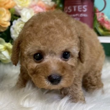 トイプードル(トイ)【香川県・女の子・2025年6月28日・レッド】の写真「ころころトイプーちゃん◎」