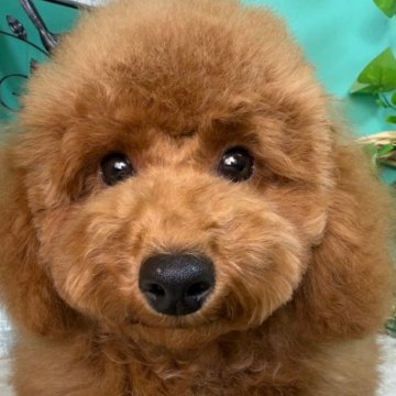 トイプードル(トイ)【香川県・男の子・2024年7月27日・レッド】の写真「元気で可愛い男の子◎掲載2/10まで🐾」