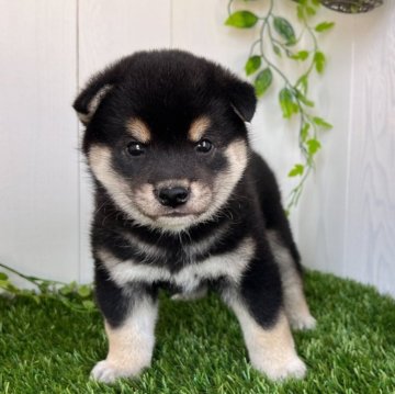 柴犬(豆柴)【香川県・男の子・2025年5月2日・黒】の写真「イケメン豆柴くん◎」