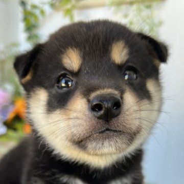 柴犬(豆柴)【香川県・男の子・2025年8月2日・黒】の写真「まるまるな黒柴のおとこのこ◎」
