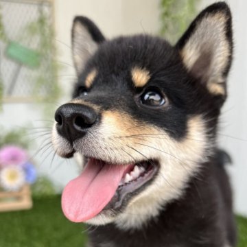 柴犬(標準サイズ)【香川県・女の子・2025年5月19日・黒】の写真「くろしばおんなのこ◎」