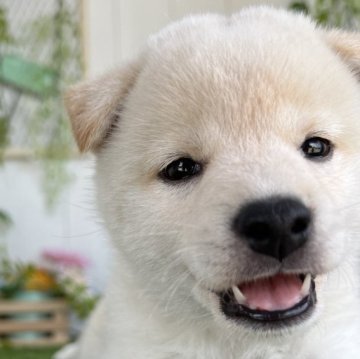 柴犬(標準サイズ)【香川県・女の子・2025年4月30日・白】の写真「ころころ元気なひとりっこ◎」