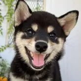 柴犬(標準サイズ)