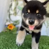 柴犬(標準サイズ)【香川県・女の子・2025年5月19日・黒】の写真7