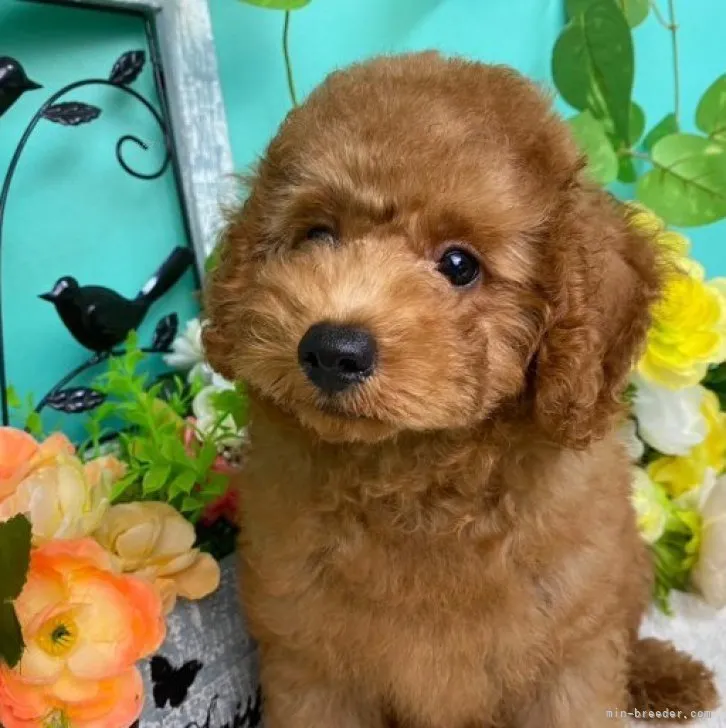 ID：2307-06955の子犬